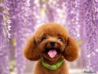 Toy Poodle dogs Asian Toy poodle -TEDDYCUP - Advert 1