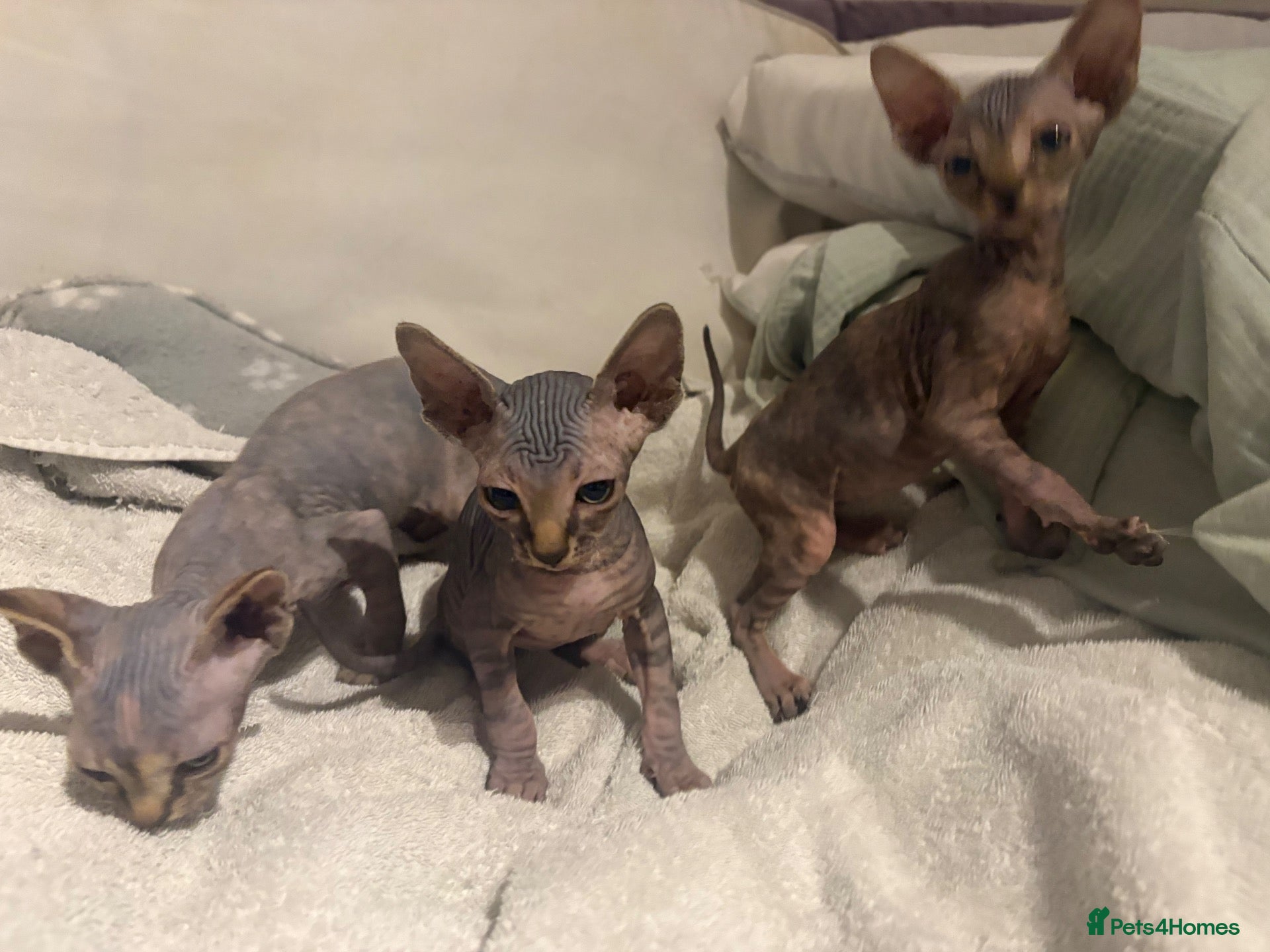 Sphynx cats Beautiful Stripy Sphynx kittens - Advert 1