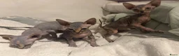 Sphynx cats for sale: Beautiful Stripy Sphynx kittens - Advert 1