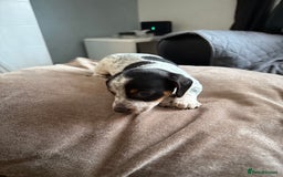 Mixed Breed dogs for sale: Doxiepoo  - Advert 6