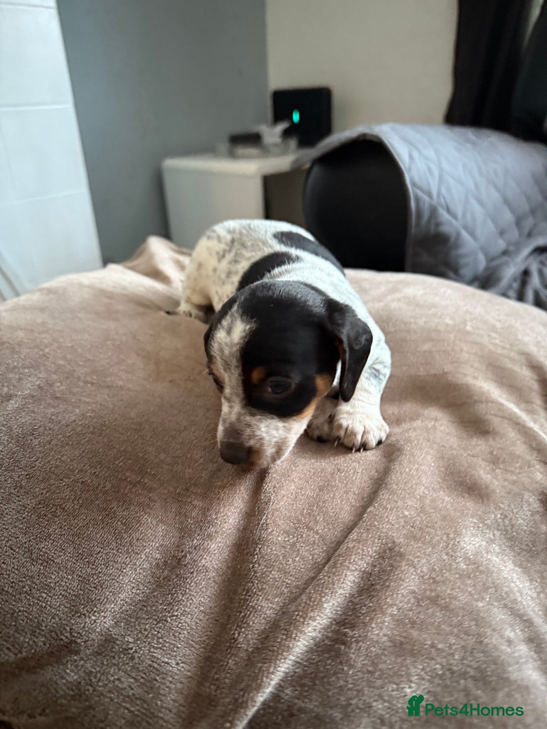 Mixed Breed dogs for sale: Doxiepoo  - Advert 6