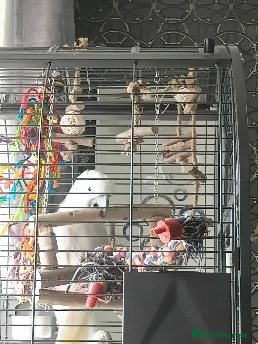 Cockatoo birds for sale: leo the parrot in Ferryhill - Advert 2