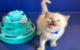 Ragdoll cats for sale: GCCF registered ChampionBloodline 5GENpedigree BSH - Image 11