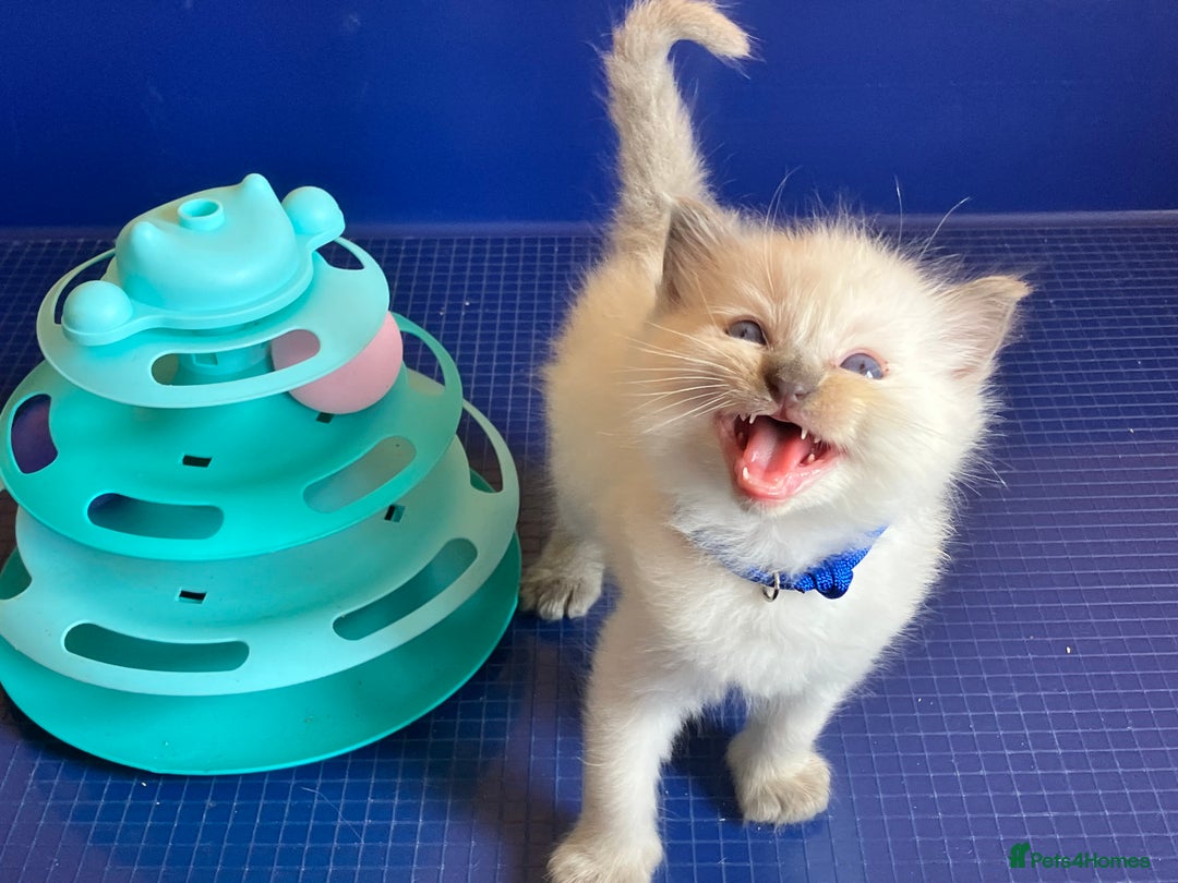 Ragdoll cats for sale: GCCF registered ChampionBloodline 5GENpedigree BSH - Image 11