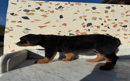 Rottweiler dogs for sale: Stunning chunky Rottweiler puppies - Image 17
