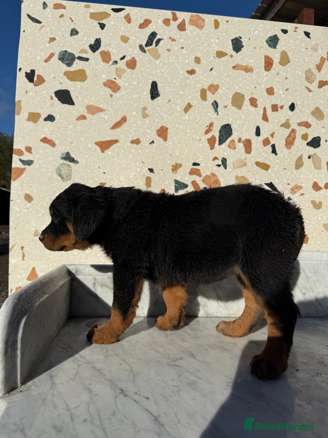 Rottweiler dogs for sale: Stunning chunky Rottweiler puppies - Image 17