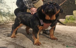 Mastiff dogs for sale: Beautiful female Mastiff  - Image 4