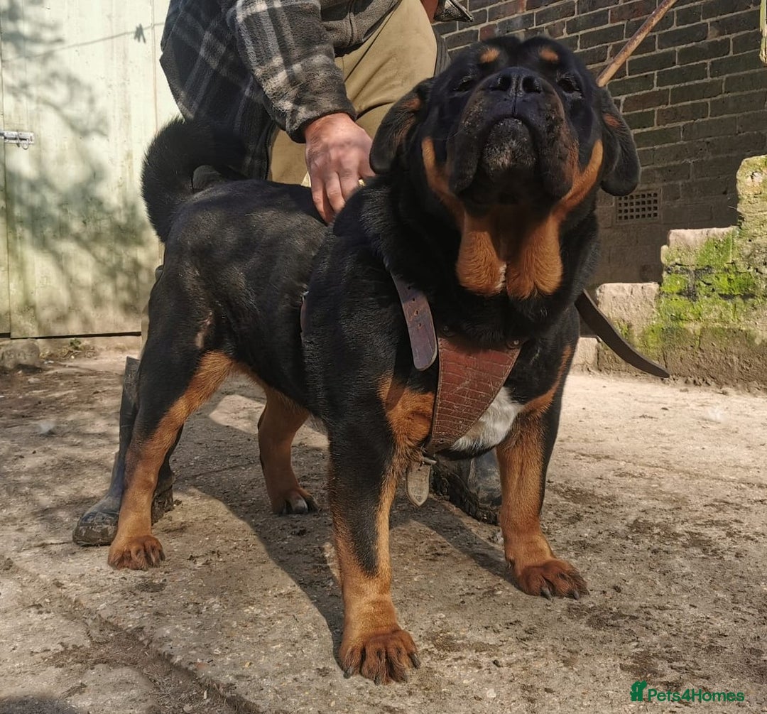 Mastiff dogs for sale: Beautiful female Mastiff  - Image 4