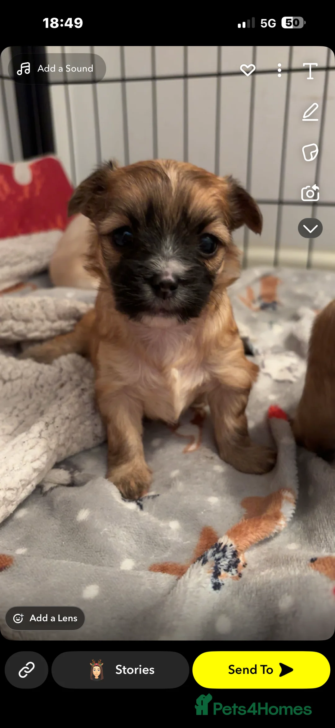 Mixed Breed dogs for sale: 3 Beautiful Chorkies girls - Advert 10