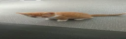 Mixed Breed cats for sale: Mixed Breed Kittens  - Advert 11