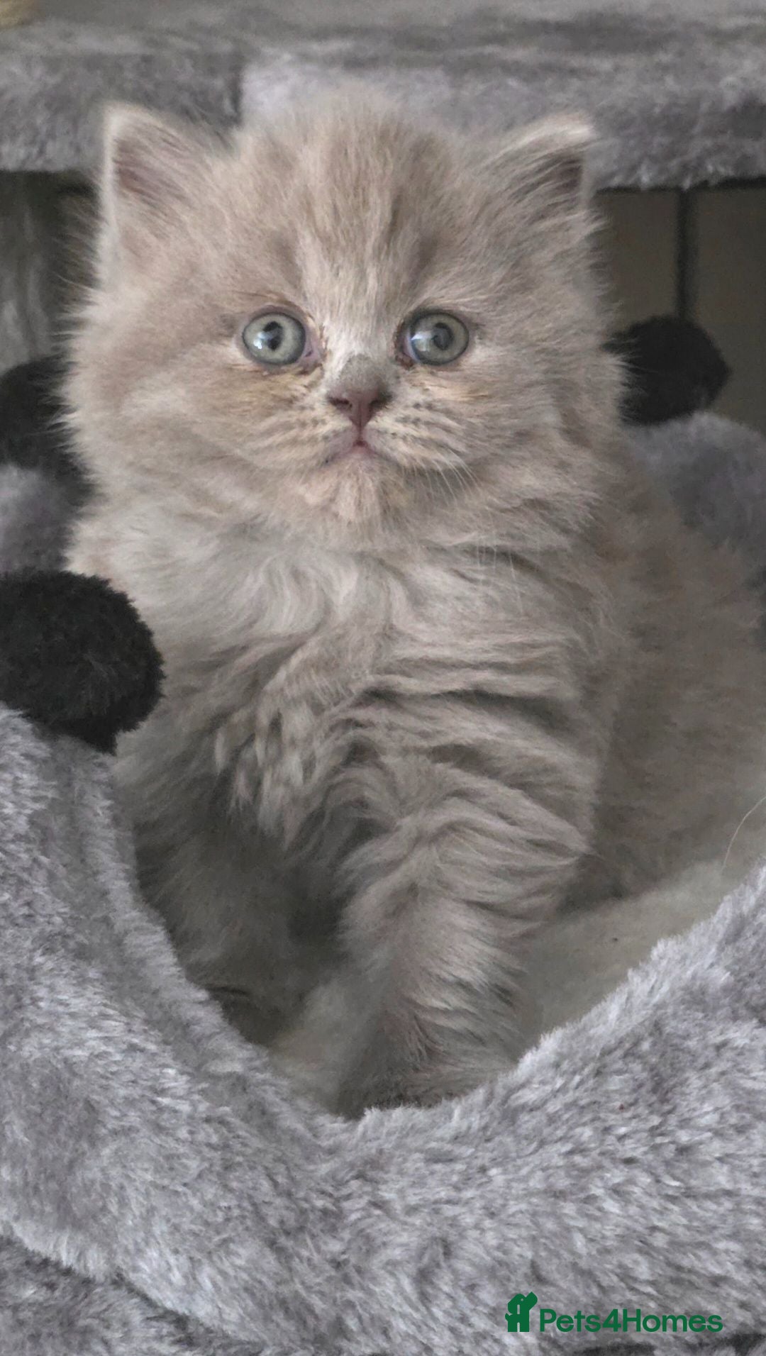 British Shorthair cats Outstanding GCCF British Shorthair Kittens  - Advert 4