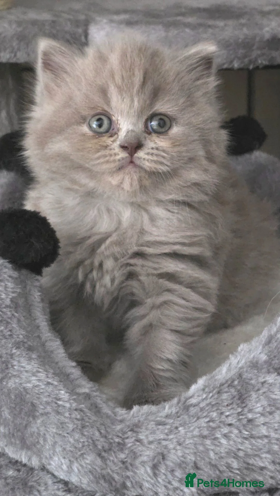 British Shorthair cats for sale: Outstanding GCCF British Shorthair Kittens  - Advert 1