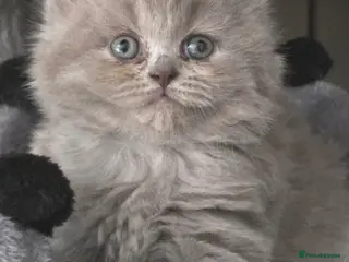 British Shorthair cats Outstanding GCCF British Shorthair Kittens - Advert 4