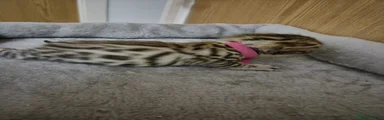Dark pink collar 