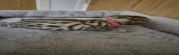 Bengal cats for sale: 🐾 6 BEAUTIFUL BENGAL KITTENS 🐈‍⬛ 🐾  - Advert 8