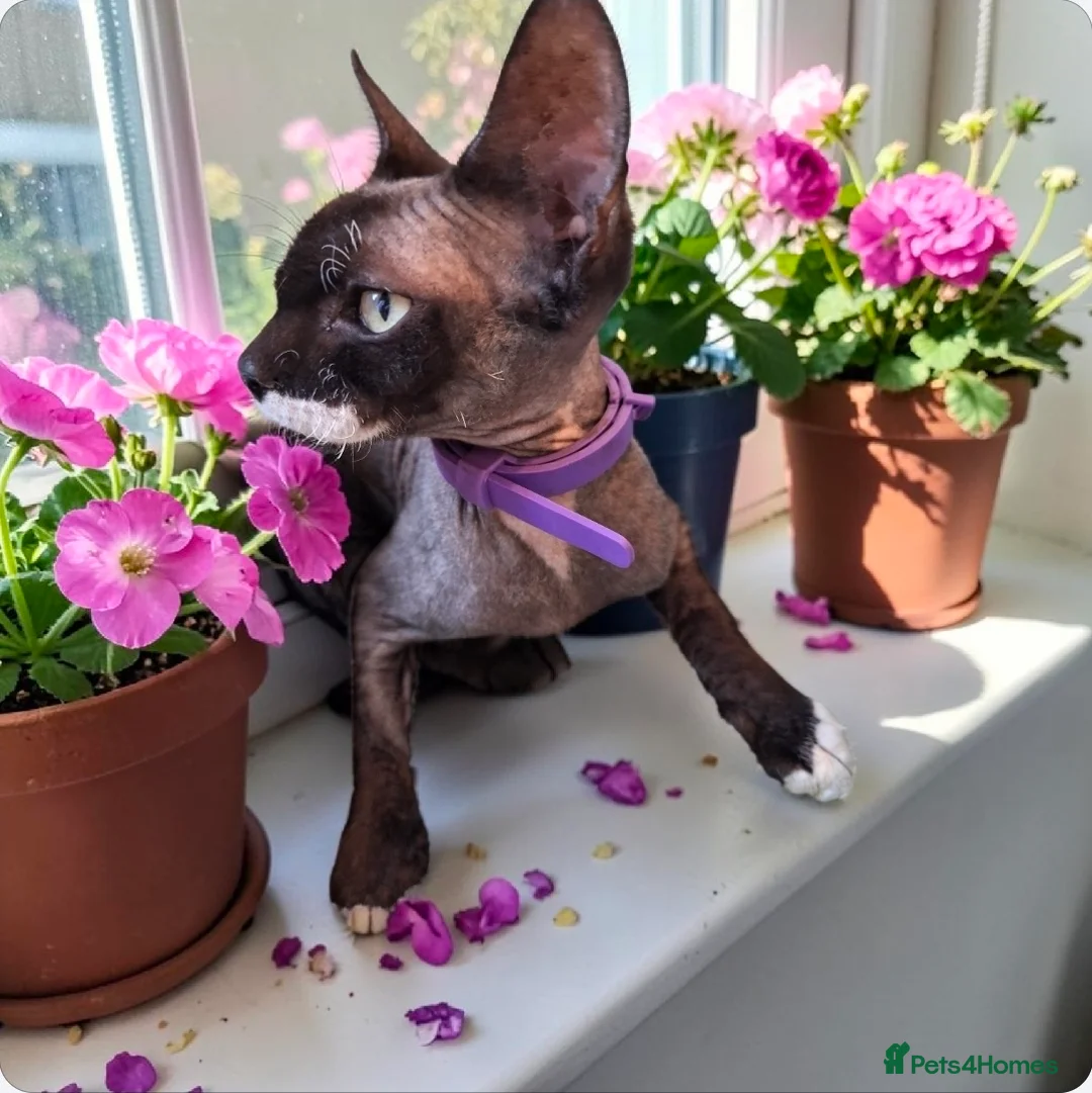 Sphynx cats for sale: Stunning Sphynx for rehoming   in Salford - Advert 2