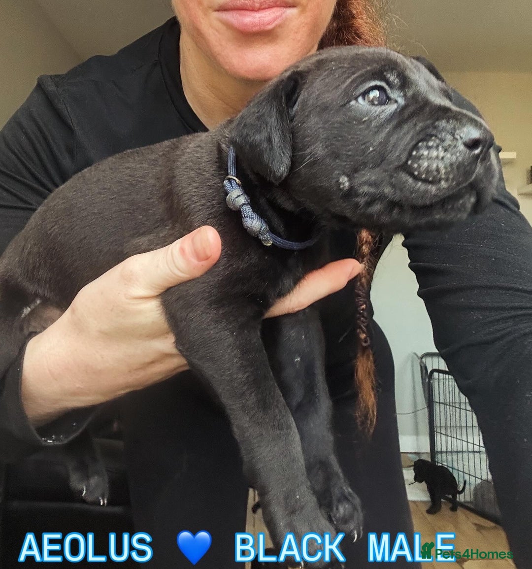 Cane Corso dogs for sale: READY REDUCED CANE CORSO - Image 25