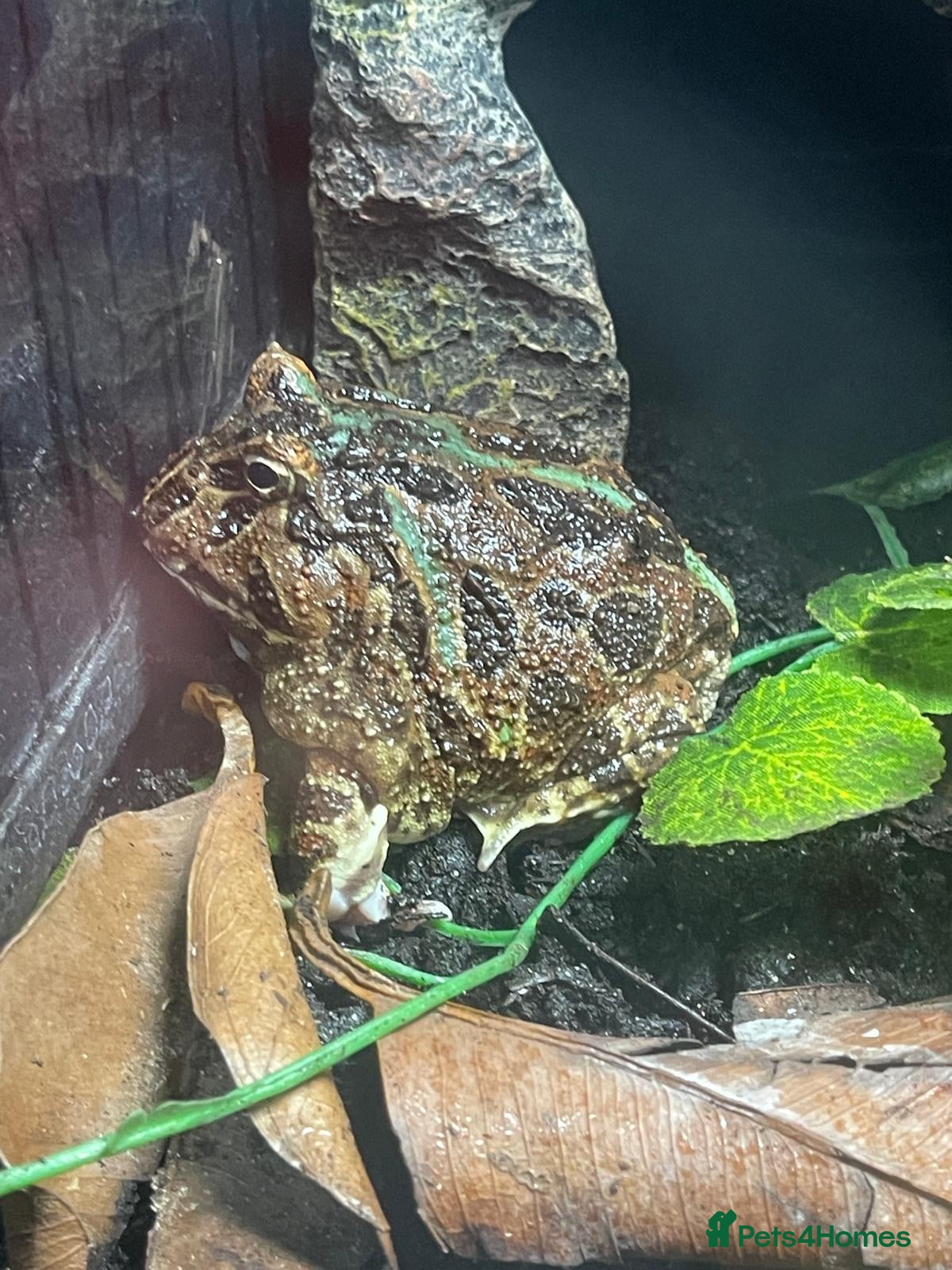 Frog reptiles Pac-Man complete set up - Advert 6