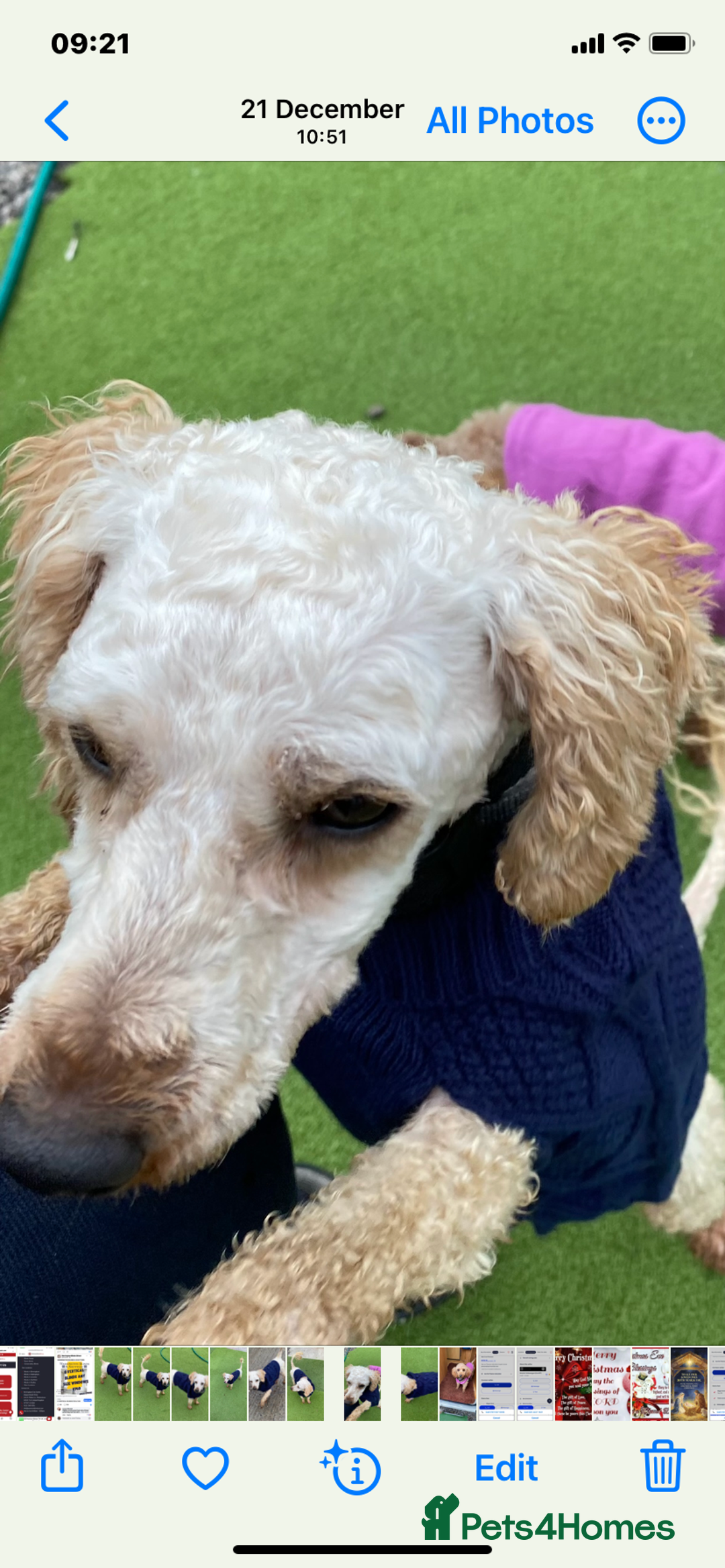 Miniature Poodle dogs for sale: Apricot miniature poodle girl - Advert 4