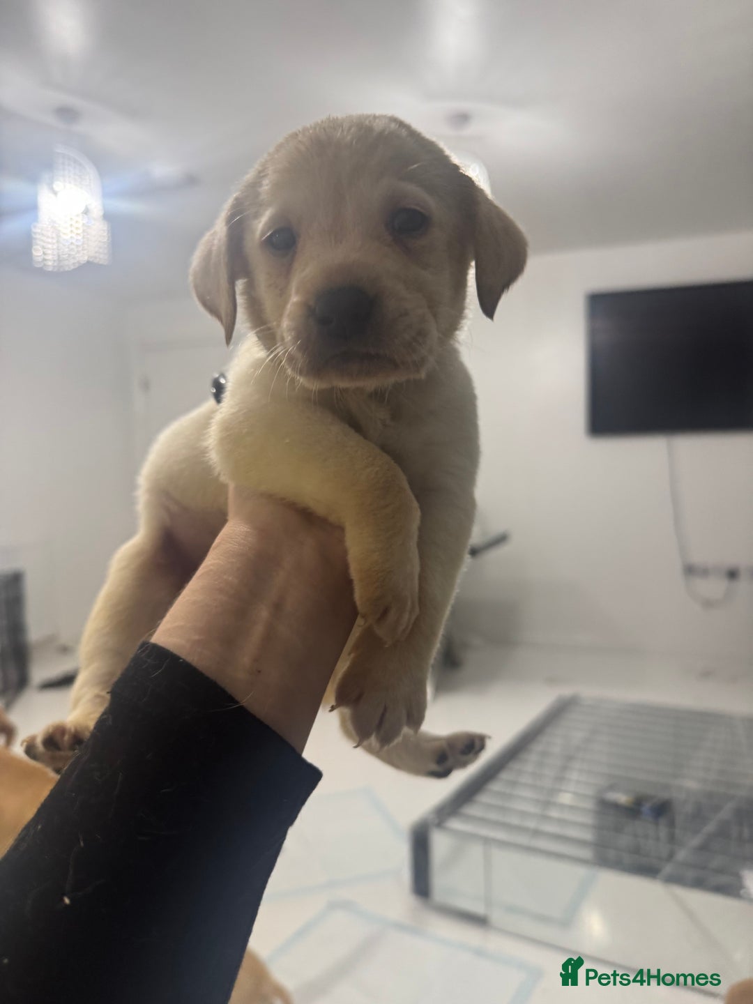 Labrador Retriever dogs for sale: Full breed Labrador retriever puppy’s  - Image 24
