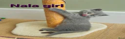 British Shorthair cats for sale: Gorgeous British shorthair kittens - Advert 17