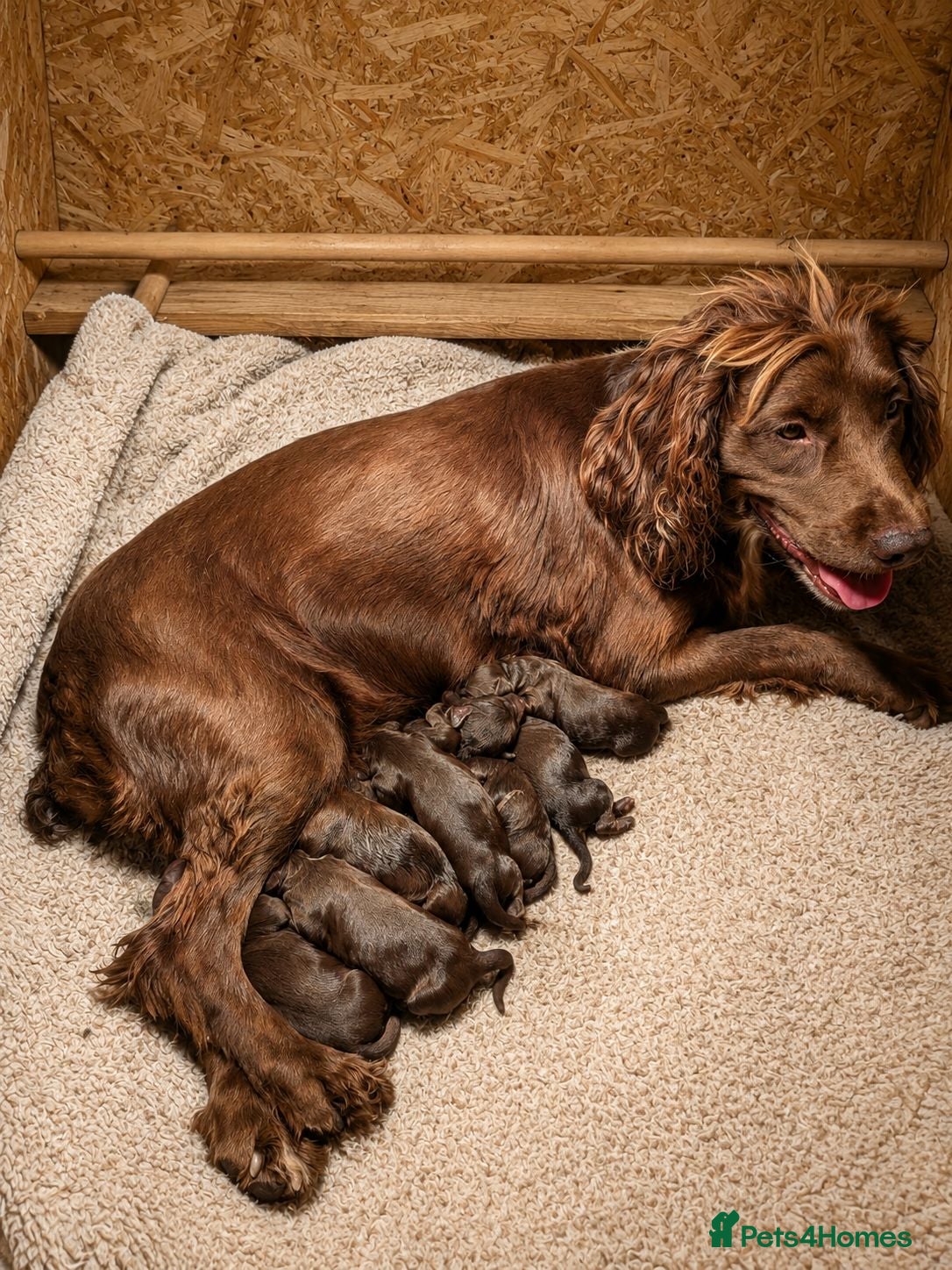 Mixed Breed dogs Beautiful Sproodle Puppies - Advert 11