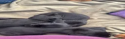 Labrador Retriever dogs for sale: Labrador puppies for sale - Advert 5