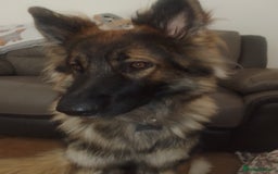 German Shepherd dogs for stud: For Stud only  - Image 1