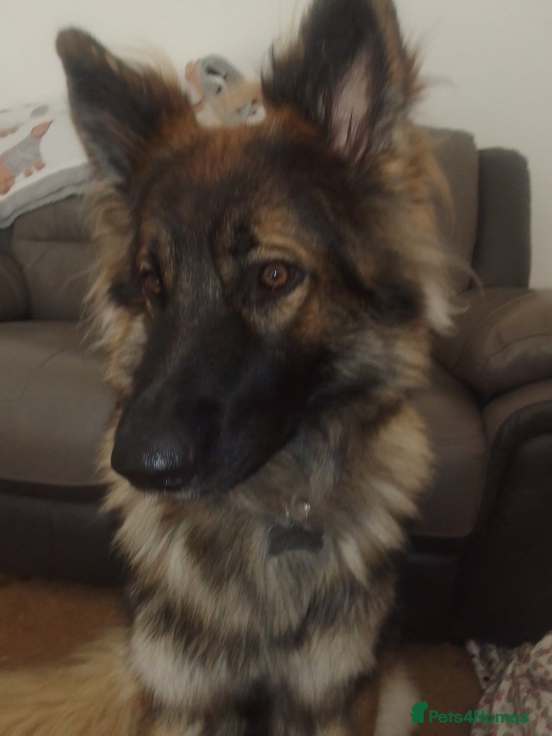 German Shepherd dogs for stud: For Stud only  - Image 1