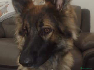 German Shepherd dogs For Stud only - Advert 13