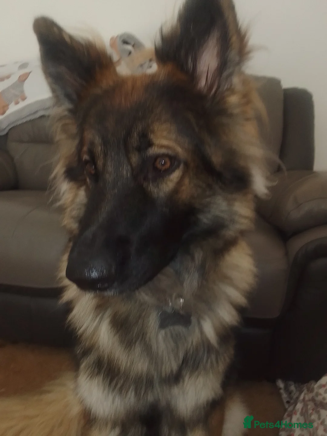 German Shepherd dogs for stud: For Stud only  - Advert 1