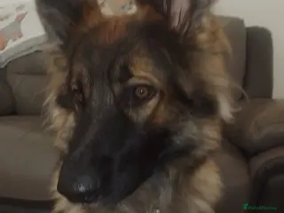 German Shepherd dogs For Stud only - Advert 5