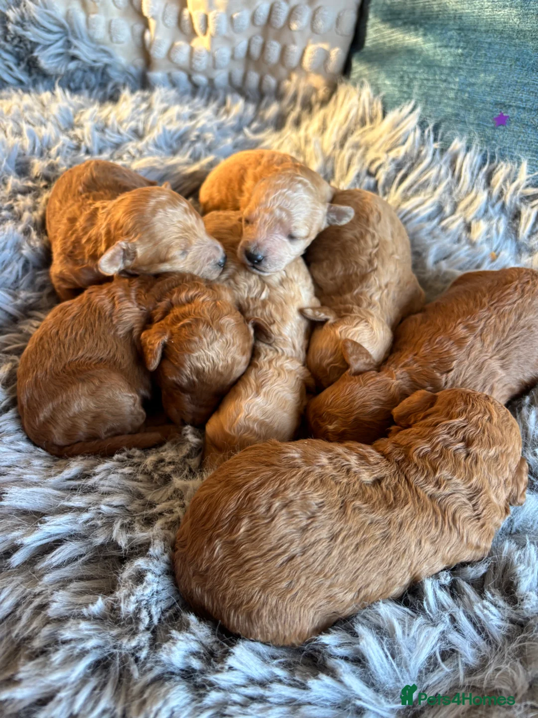 Toy Poodle dogs for sale: Beautiful Litter of Toy Poodle Pups  - Advert 8