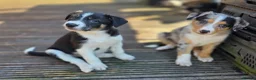 Border Collie dogs for sale: Stunning litter of 6 Border Collie  - Advert 1
