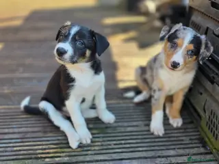 Border Collie dogs Stunning litter of 6 Border Collie - Advert 1
