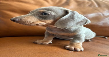 Dachshund dogs - Advert 7