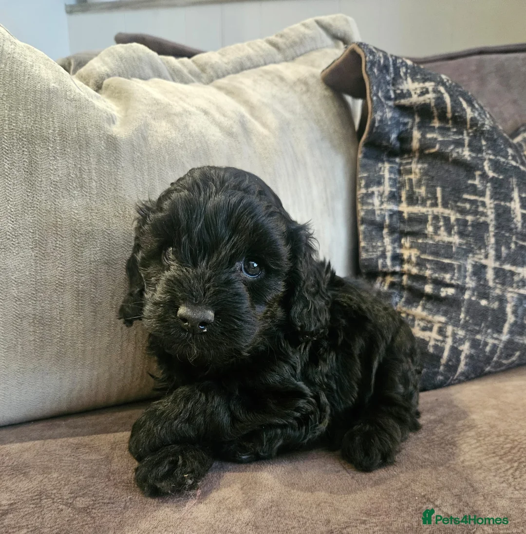 Cockapoo dogs for sale: Stunning cockapoo🖤🖤 - Advert 7