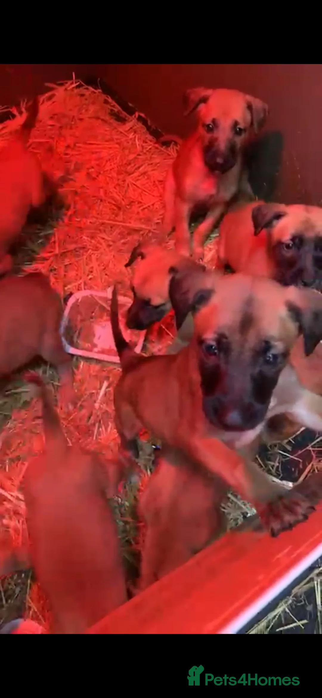 Belgian Shepherd Dog dogs for sale: Belgian malinois puppies  - Advert 2