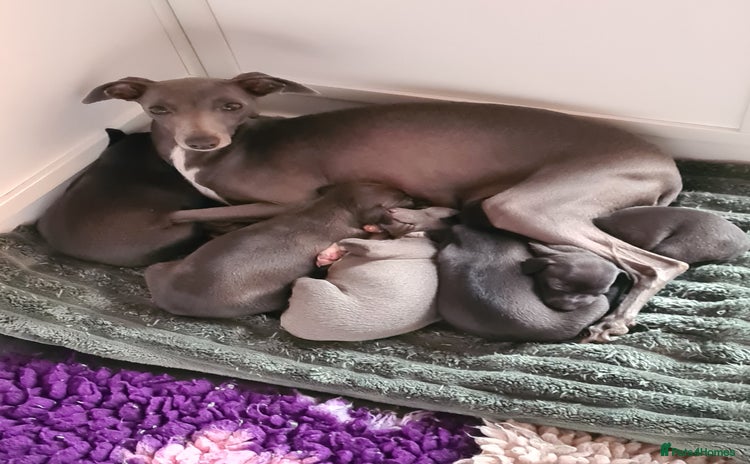Italian Greyhound dogs - Advert 19