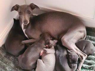 Italian Greyhound dogs - Advert 22