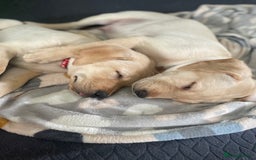 Labrador Retriever dogs for sale: Labrador puppy with papers  - Image 10