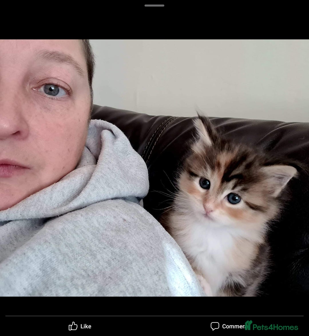 Maine Coon cats for sale: Active female maincoon gccf and tica - Image 11