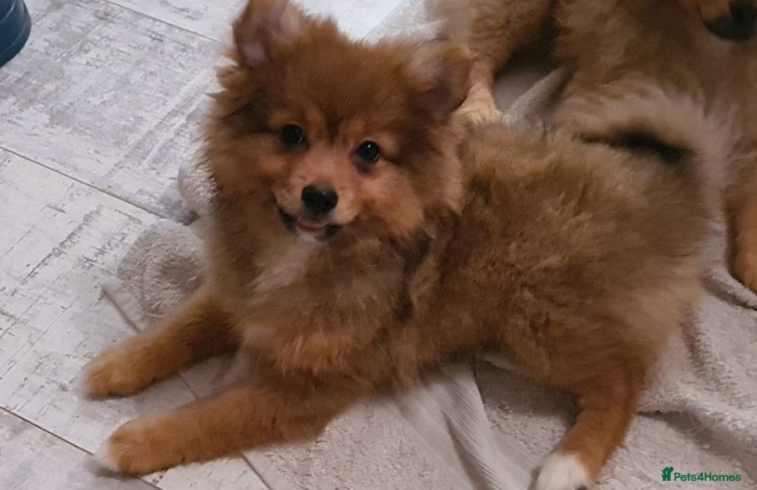 Pomeranian dogs for sale: 3 boys and 2 girls - Advert 6