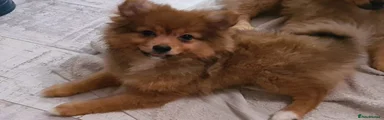 Pomeranian Puppy 4