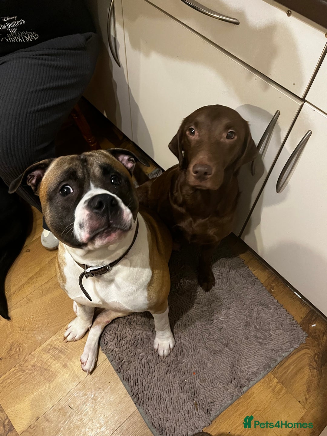 Mixed Breed dogs for sale: Bullador mixed puppies - Advert 10