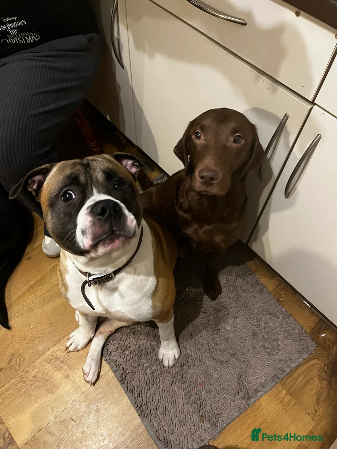 Mixed Breed dogs for sale: Bullador mixed puppies - Advert 4