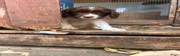 English Springer Spaniel dogs for sale: Kc reg ready now. English springer spaniel puppies - Advert 14