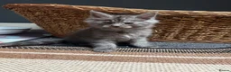 Maine Coon cats for sale: Gorgeous Maine Coon Kittens - Advert 11