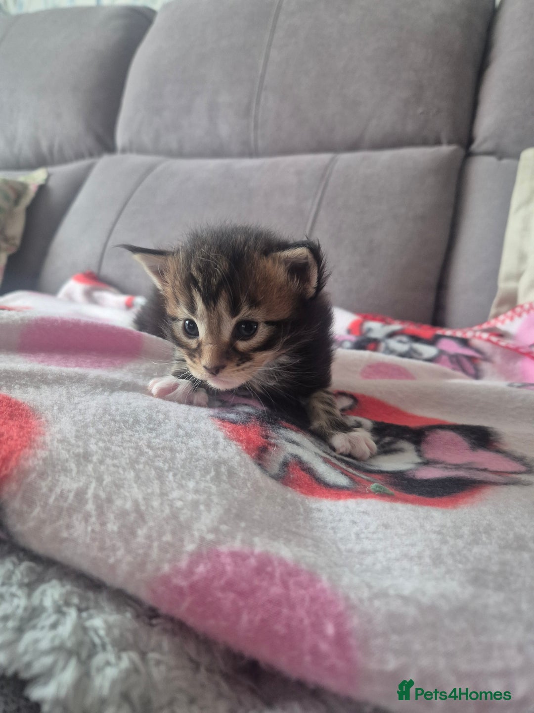 Maine Coon cats for sale: Gorgeous Maine Coons for sale - Image 4
