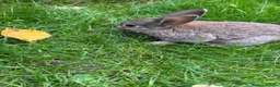 Mini Lop rabbits for sale: Mini lops ready to go - Advert 10